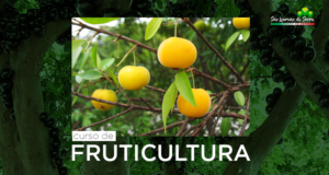 CURSO GRATUITO de Fruticultura básica para capacitação do produtor e trabalhador rural